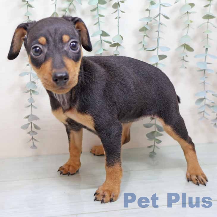 ミニチュア・ピンシャーの写真2