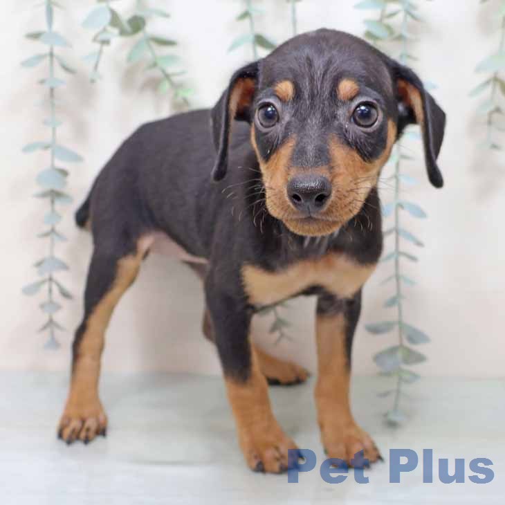 ミニチュア・ピンシャー