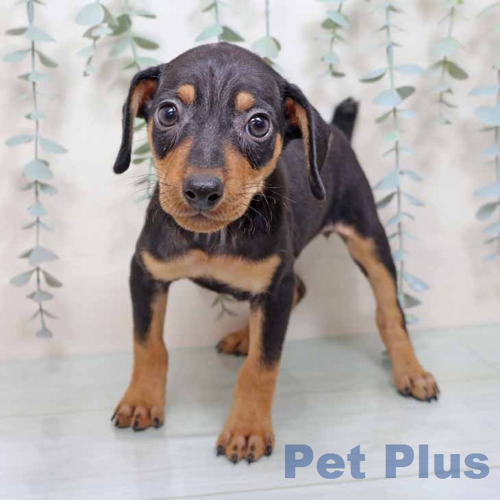 ミニチュア・ピンシャーの写真2