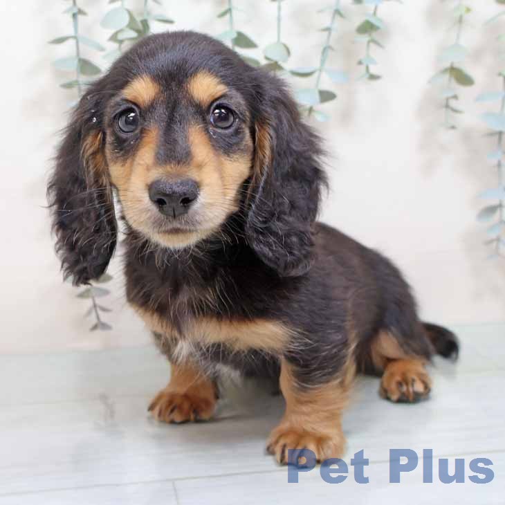 ミニチュア・ダックスフンド