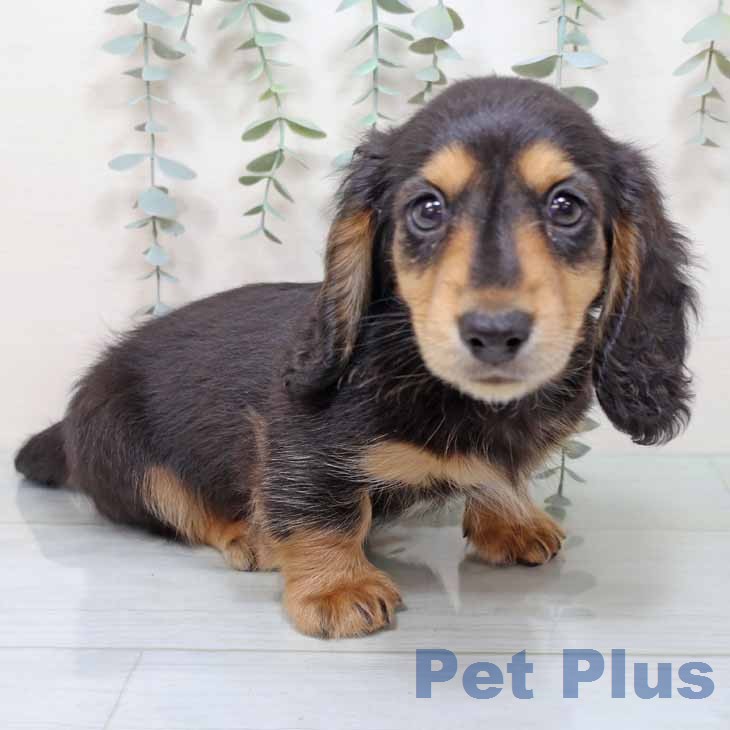 ミニチュア・ダックスフンドの写真2