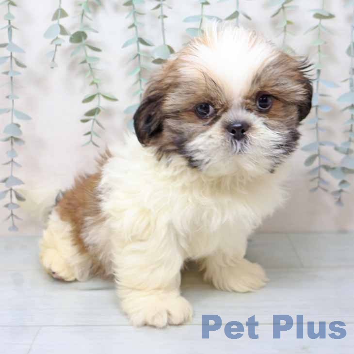 シー・ズーの写真2