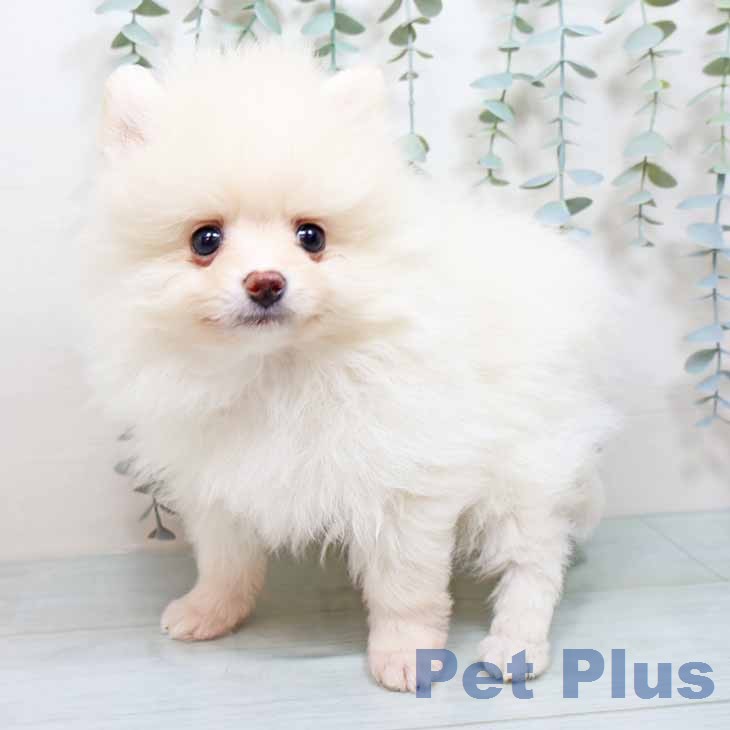 ポメラニアンの写真2