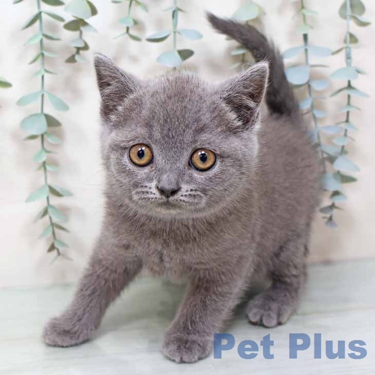 ブリティッシュロングヘアの写真2