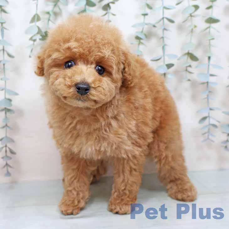 トイ・プードル