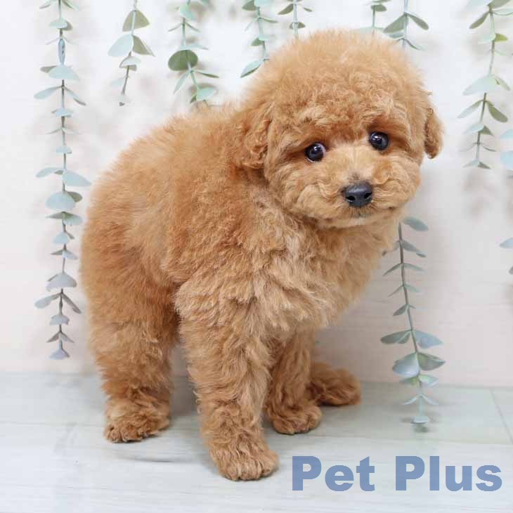 トイ・プードルの写真2