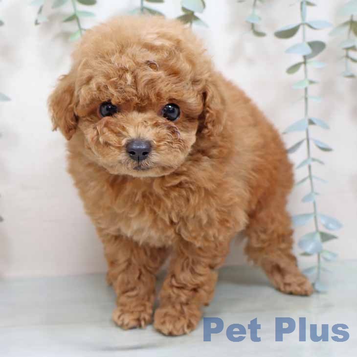 トイ・プードル