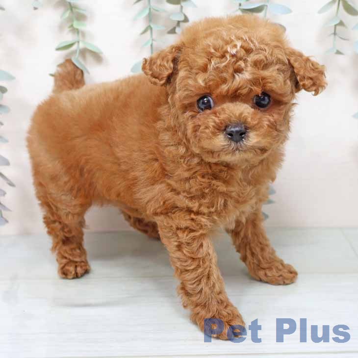 トイ・プードルの写真2