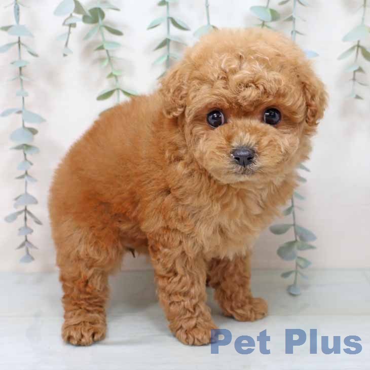 トイ・プードル