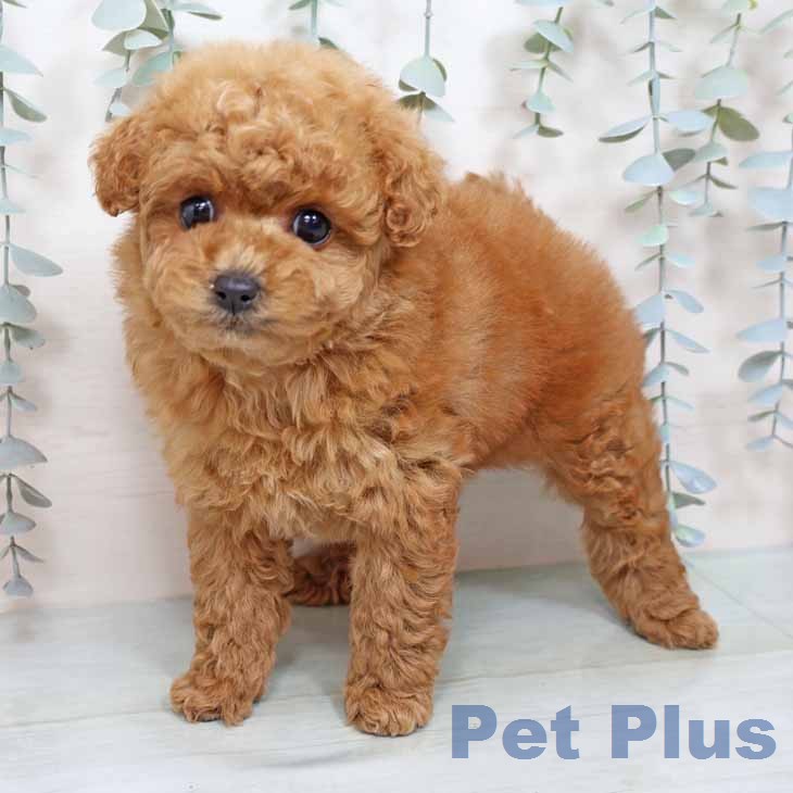 トイ・プードルの写真2