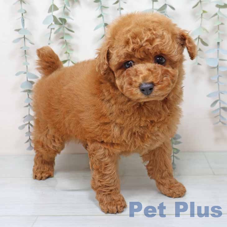 トイ・プードルの写真2