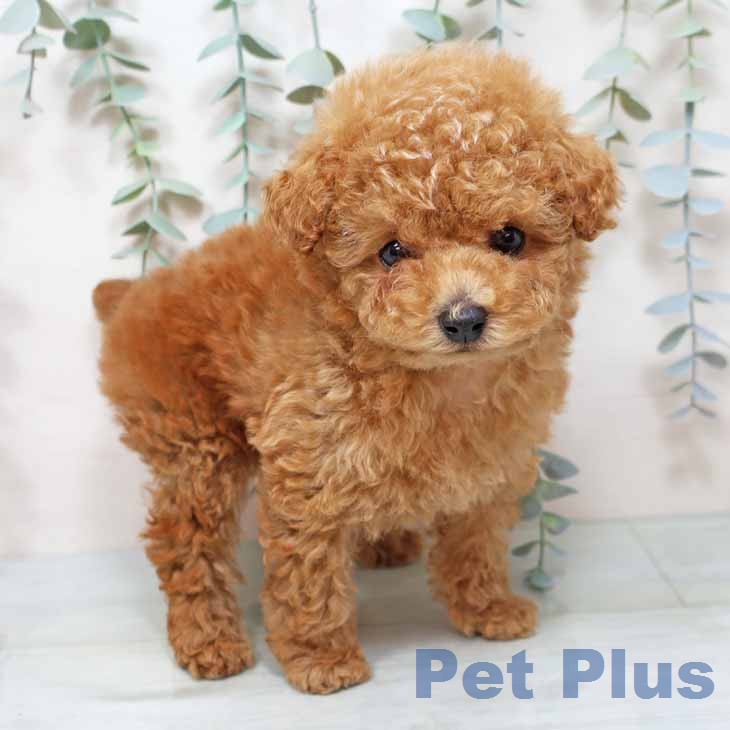 トイ・プードル