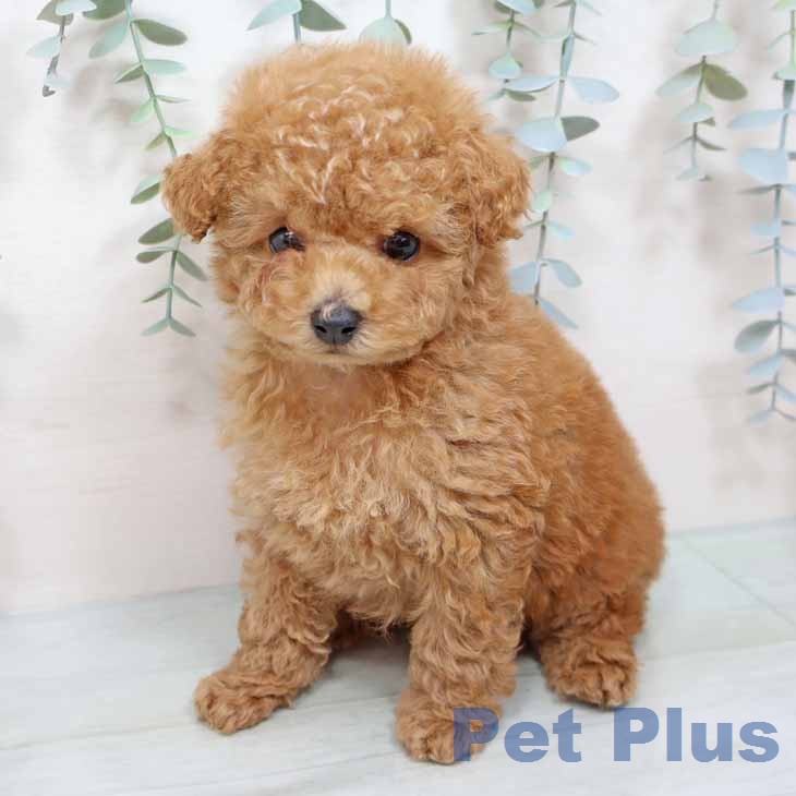 トイ・プードル