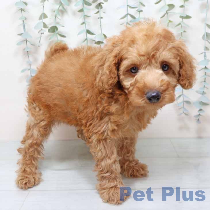 トイ・プードル