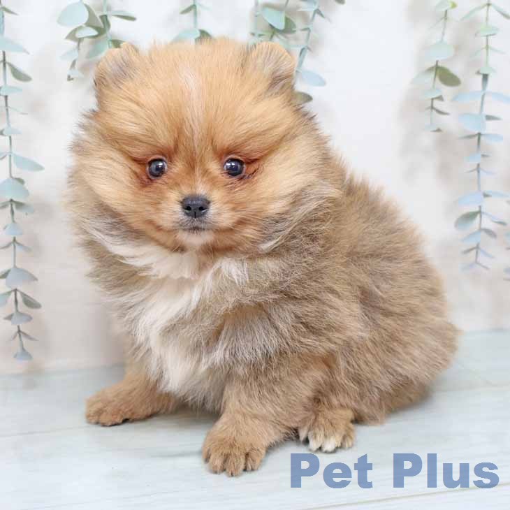 ポメラニアンの写真2