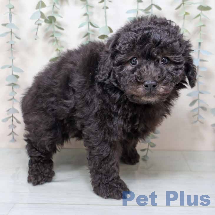 トイ・プードル