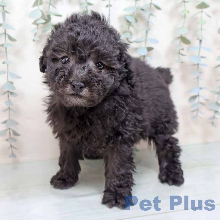 トイ・プードル