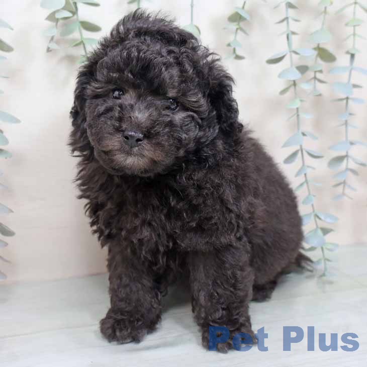 トイ・プードル