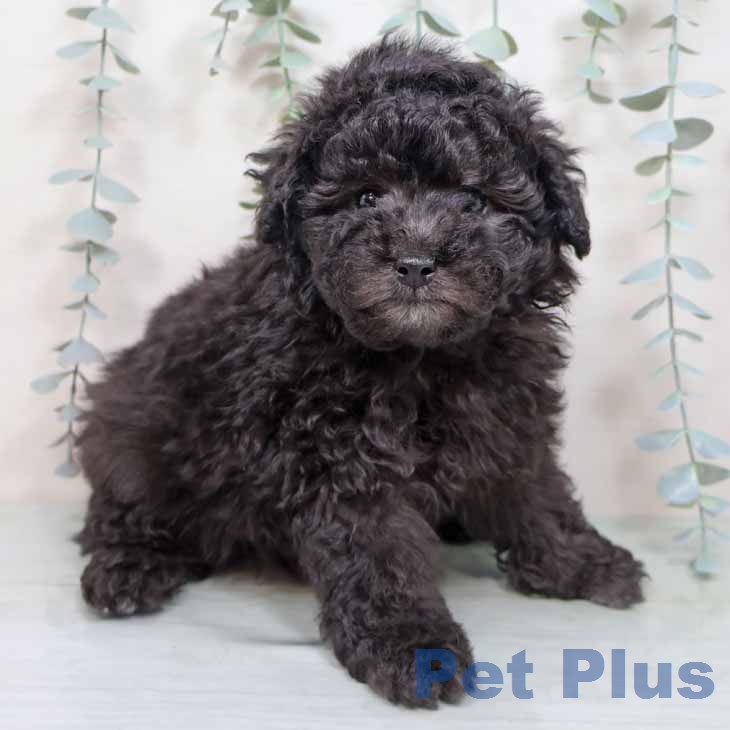 トイ・プードルの写真2