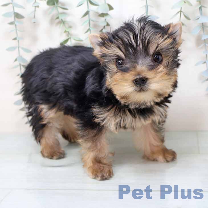 ヨークシャー・テリア