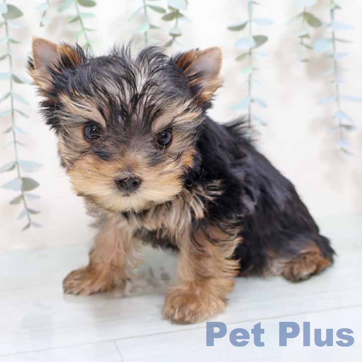 ヨークシャー・テリア