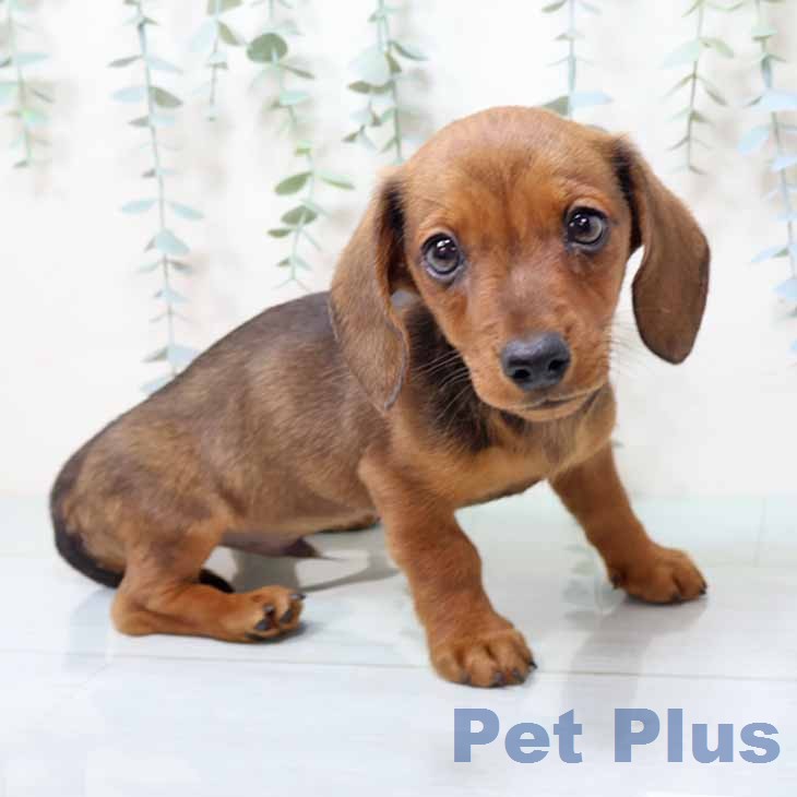 ミニチュア・ダックスフンド