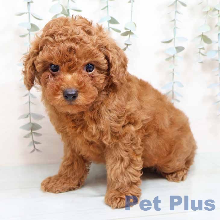 トイ・プードル