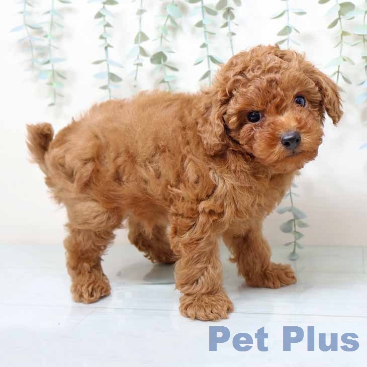 トイ・プードルの写真2