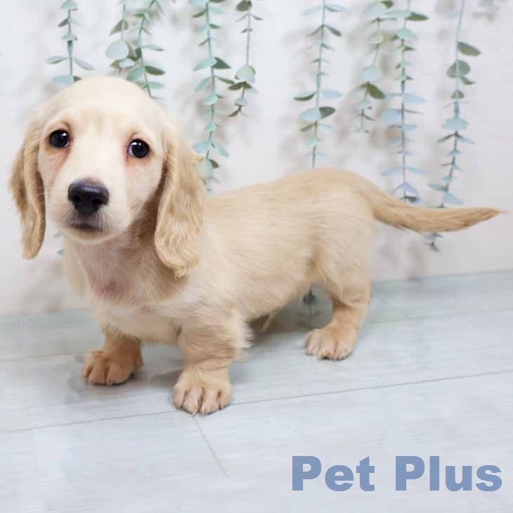 ミニチュア・ダックスフンド