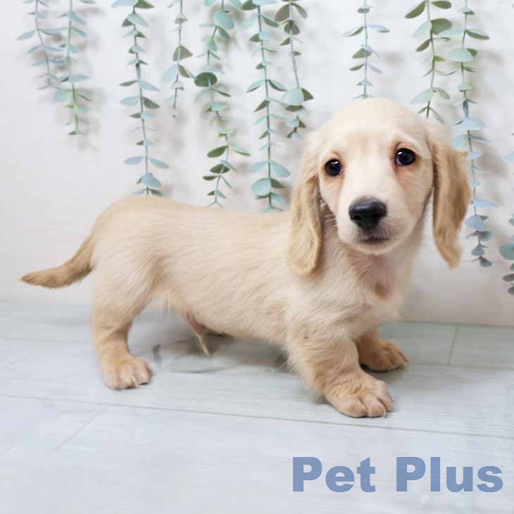 ミニチュア・ダックスフンドの写真2