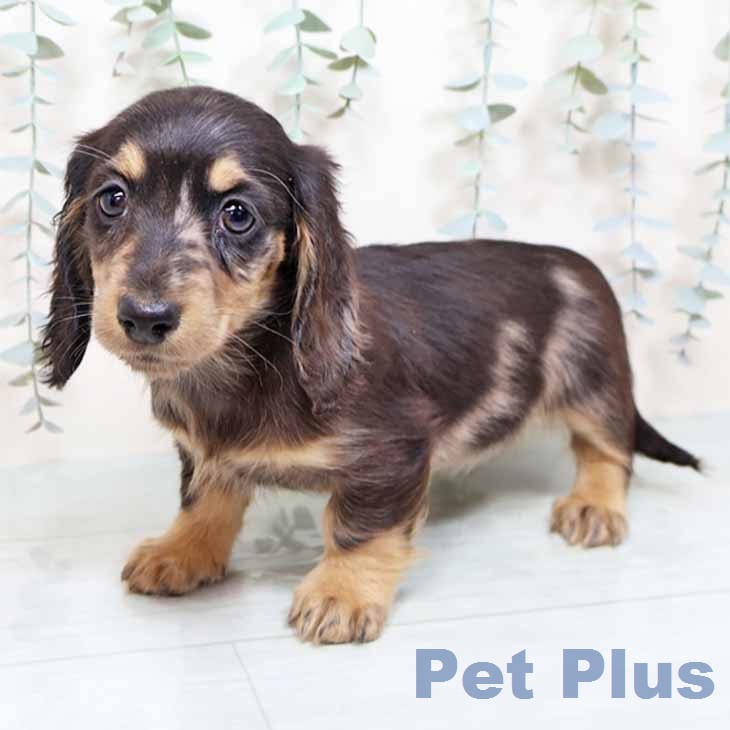 ミニチュア・ダックスフンドの写真2