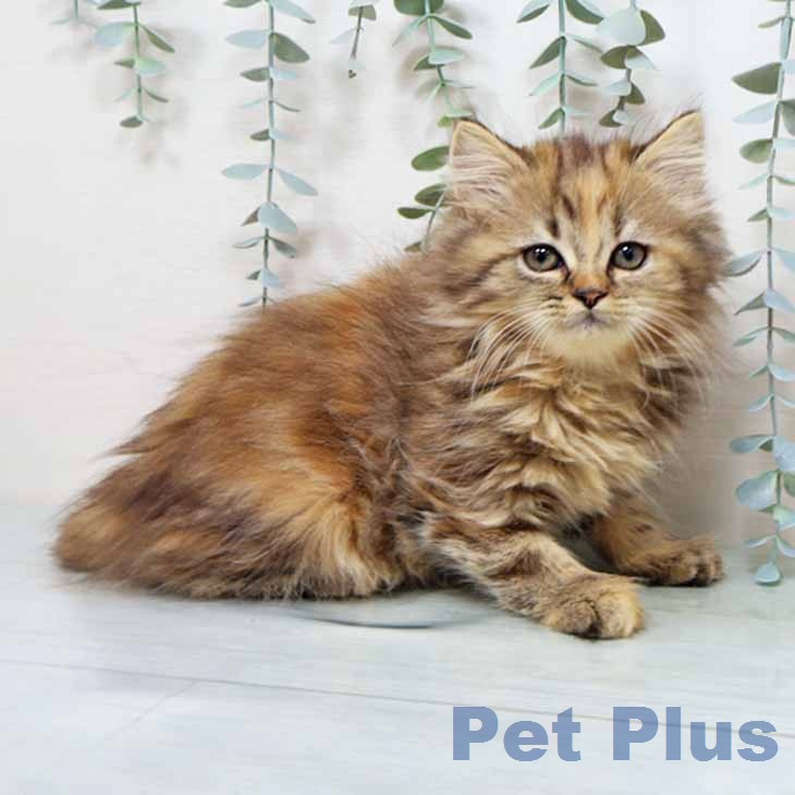 ラガマフィンの写真2