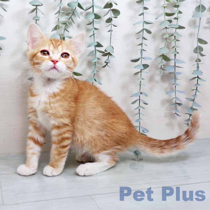 スコティッシュフォールド