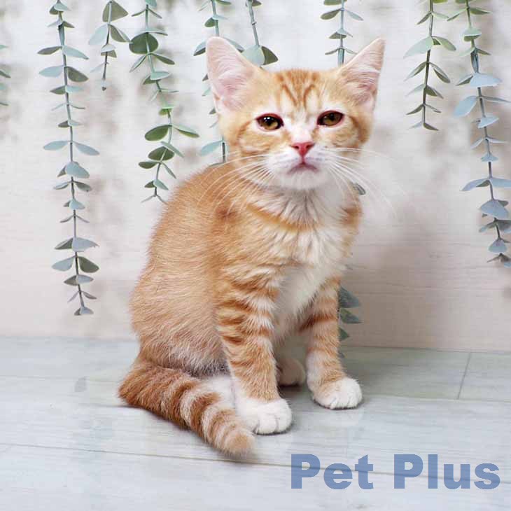 スコティッシュフォールドの写真2