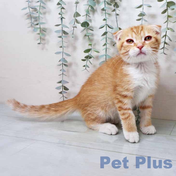 スコティッシュフォールド