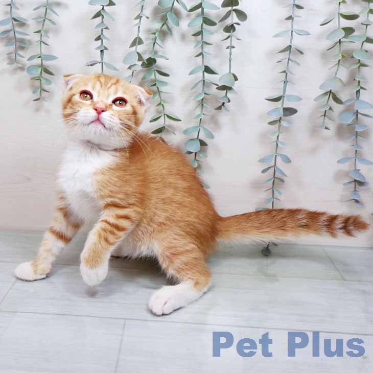 スコティッシュフォールドの写真2