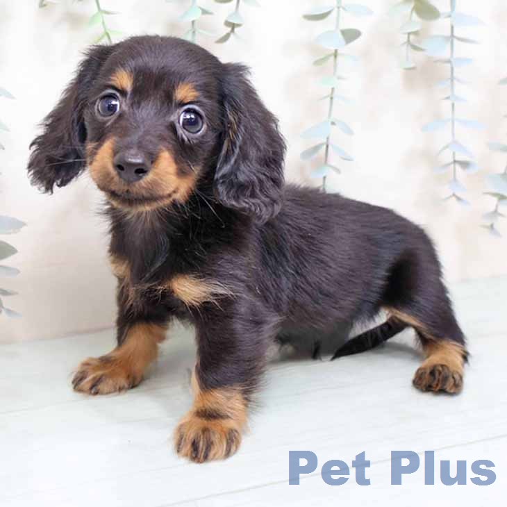 カニーンヘン・ダックスフンド