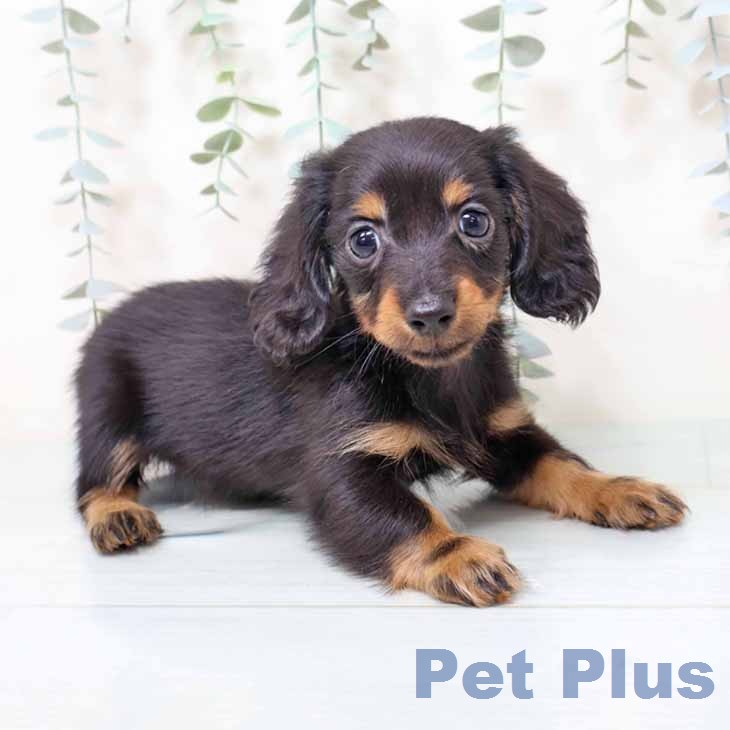 カニーンヘン・ダックスフンドの写真2