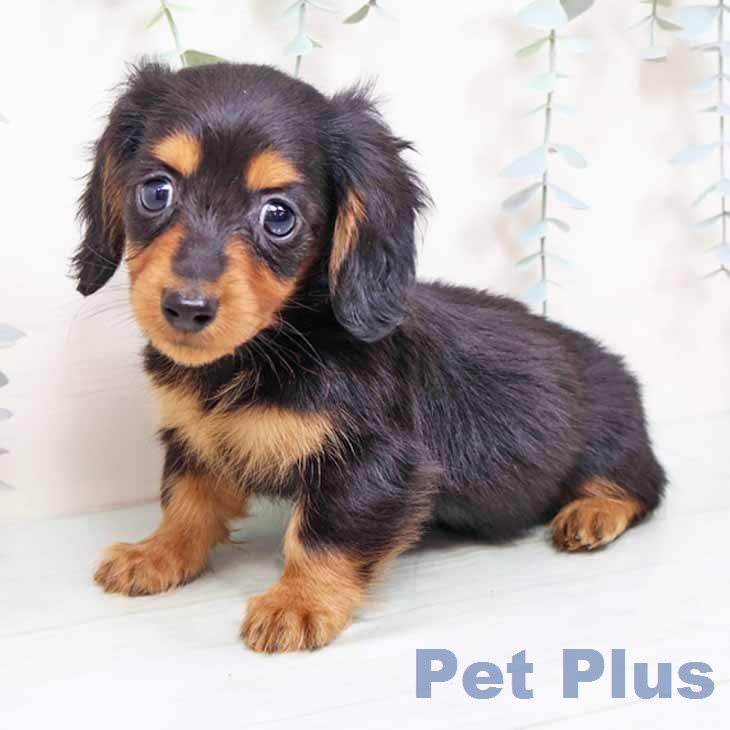 カニーンヘン・ダックスフンド