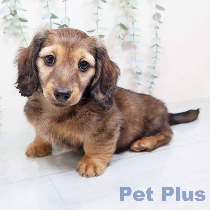 ミニチュア・ダックスフンド