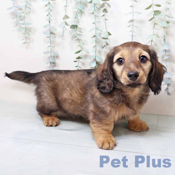 ミニチュア・ダックスフンドの写真2