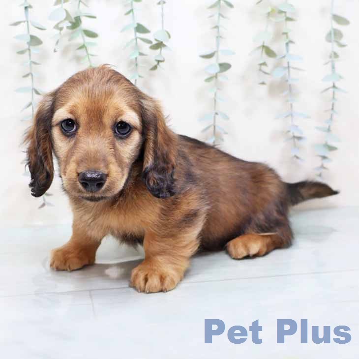 ミニチュア・ダックスフンドの写真2