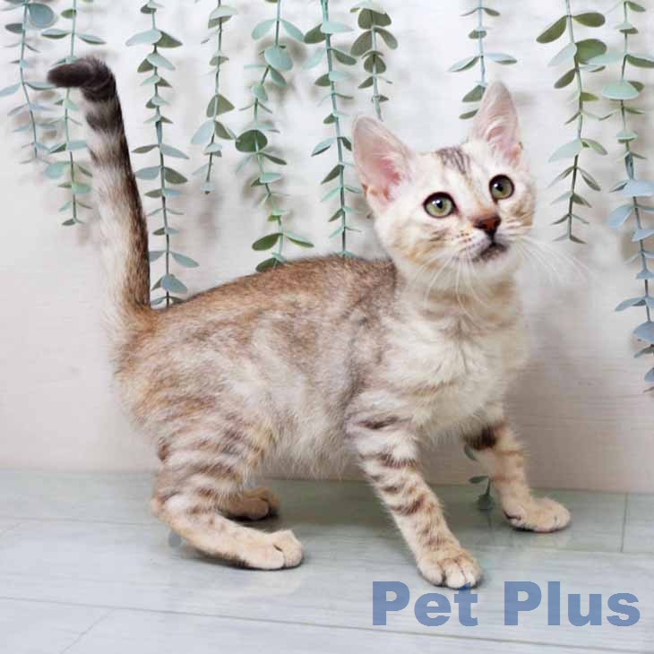 マンチカンの写真2