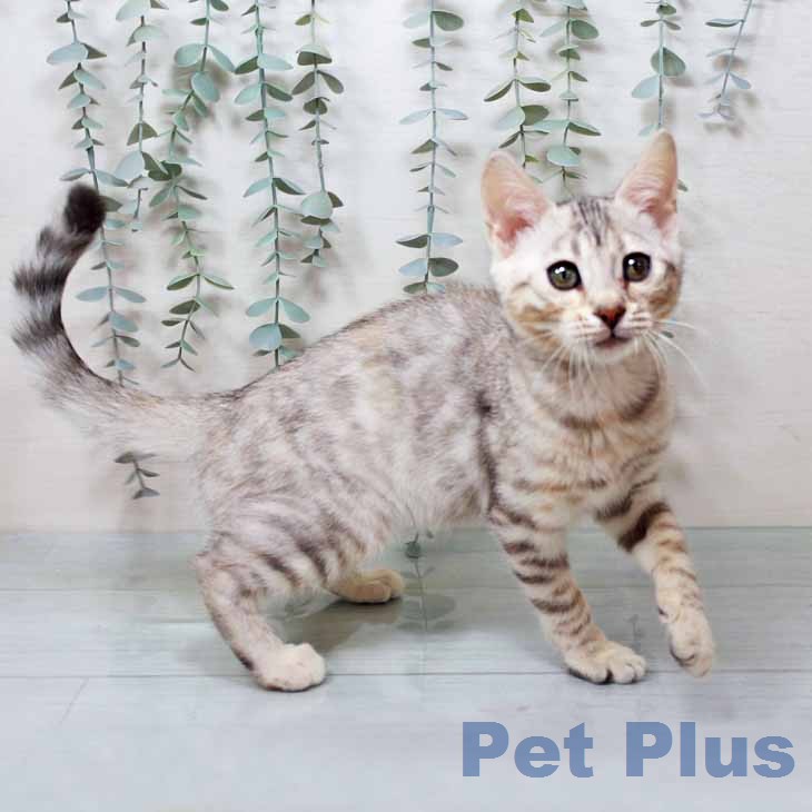 マンチカンの写真2