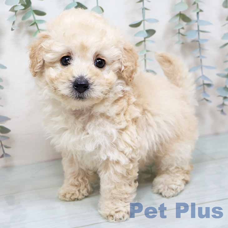 トイ・プードル