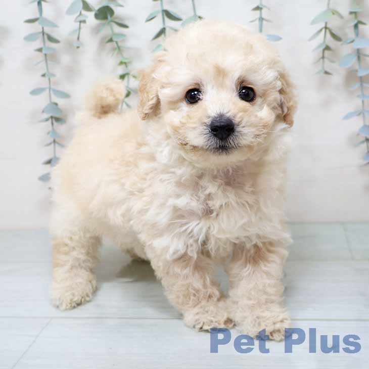 トイ・プードルの写真2