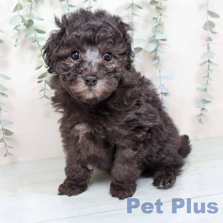 トイ・プードル