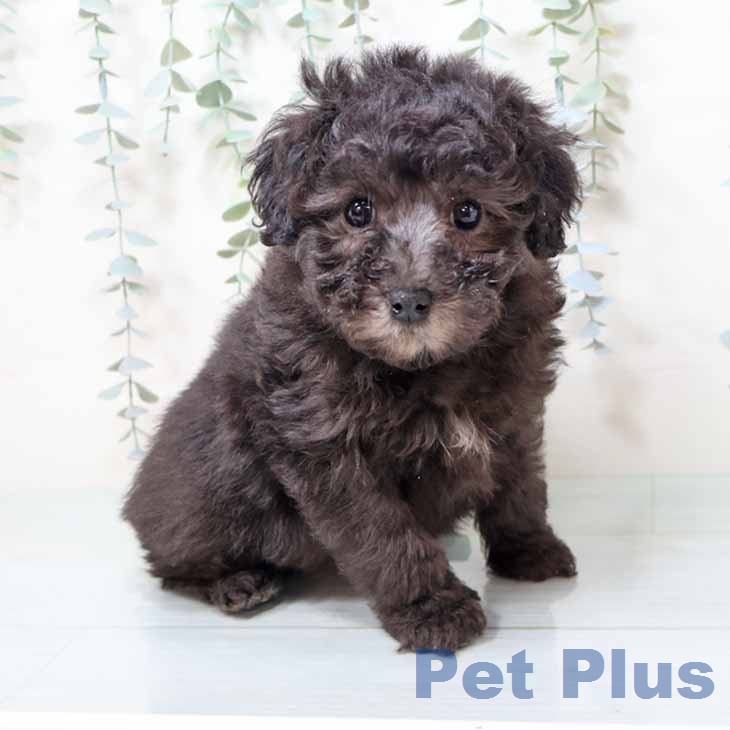 トイ・プードルの写真2