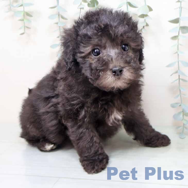 トイ・プードル