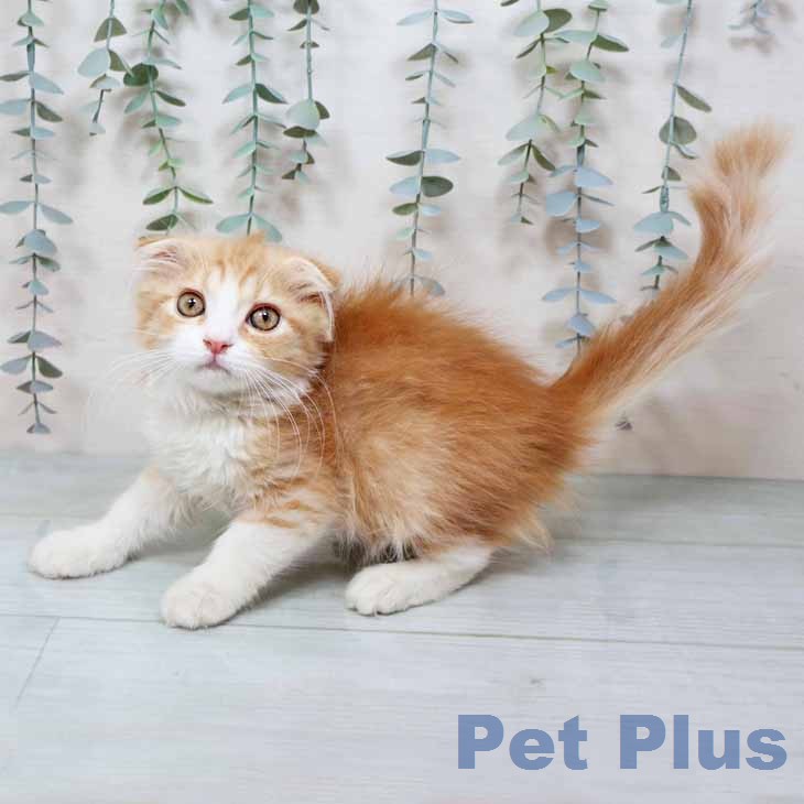 スコティッシュフォールドの写真2